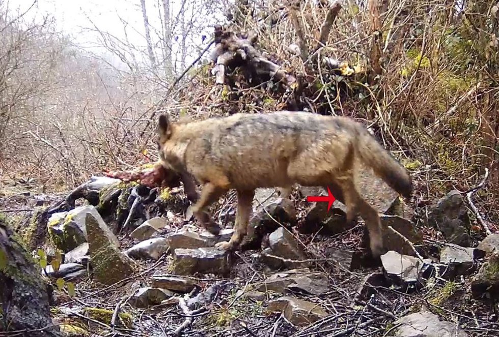 Archivo - Imagen de FAPAS de un lobo con la pata rota