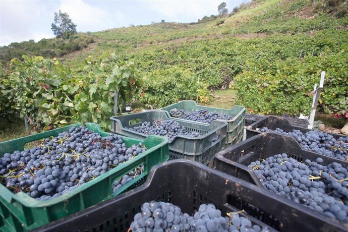 Uva mencía recién cosechada y viñedos en la Ribeira de Vilachá de Salvadur
