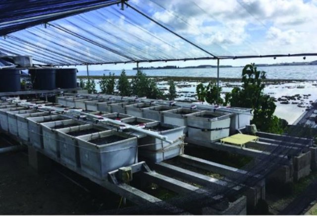 Montaje experimental de mesocosmos en el Instituto de Biología Marina de Hawaii.