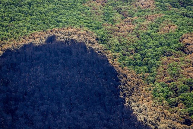 Zonas quemadas por el incendio de Sierra Bermeja.