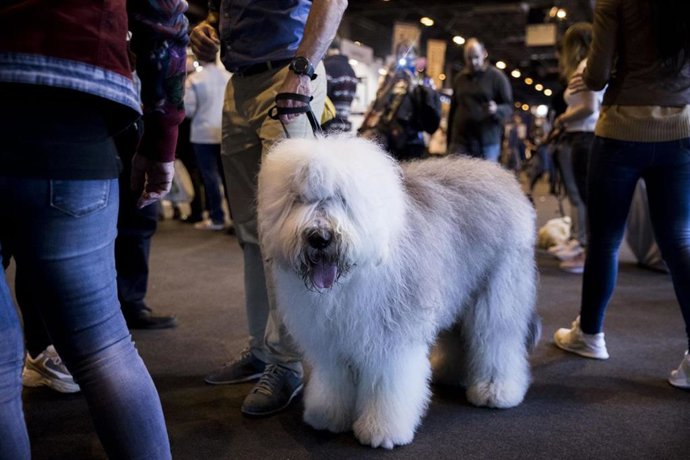 Un perro participando en una de las ediciones
