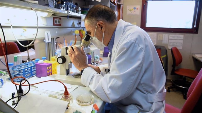 Miguel Ángel Peñalva en su laboratorio del Centro de Investigaciones Biológicas Margarita Salas (CIB-CSIC) mientras observa una placa del hongo Aspergillus nidulans con el gen de la alcaptonuria.