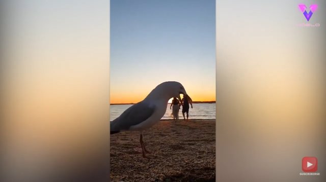 Un par de gaviotas entrometidas arruinan el romanticismo de esta pareja durante su paseo por la playa al atardecer
