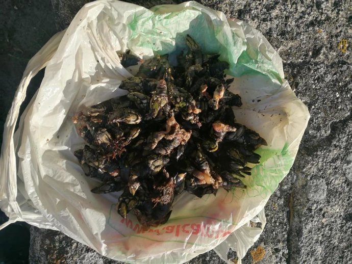 Percebes intervenidos durante la actuación policial