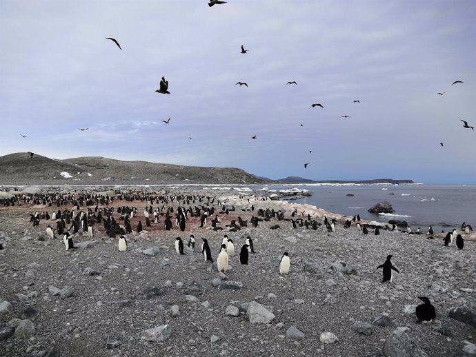 Una colonia de pingüinos Adelia en la Antártida. Los investigadores utilizaron la química de la caca de pingüino conservada en estos sedimentos para reconstruir 6.000 años de circulación del Océano Antártico.