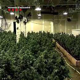 Una de los ocho plantaciones de marihuana intervenidas.