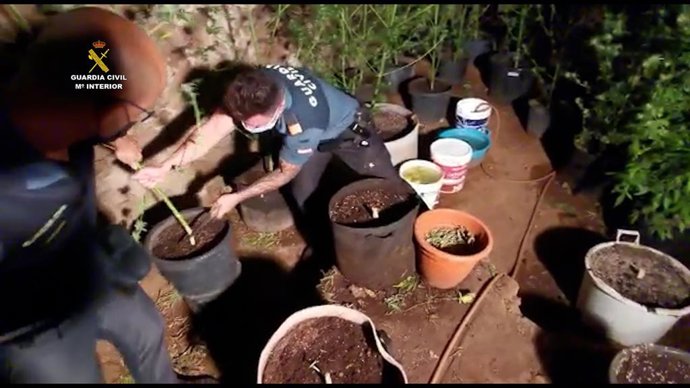 Uno de los cultivos de marihuana desmantelados