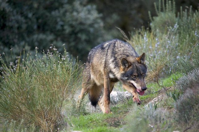 Iberian Wolf(Canis lupus sygnatus)Alpha male in perfect "big bad wolf" pose - head down, eyes fixed, mouth open, forelegs stained with blood.Controlled conditions.Granada, Spain