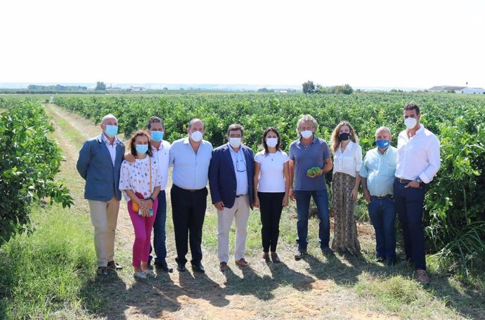 El secretario general de Agricultura, Ganadería y Alimentación, Vicente Pérez, en la presentación del aforo de producción de cítricos 2021-2022 en Lora del Río.