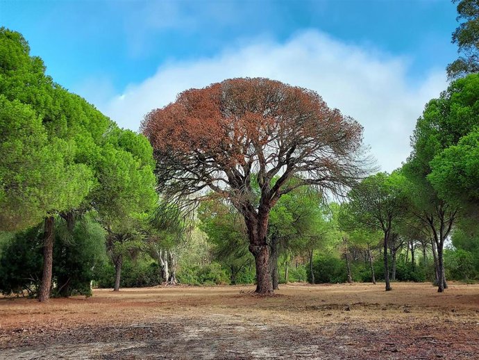 El 'Pino de los Mil Duros' muere tras unos 300 años de vida.