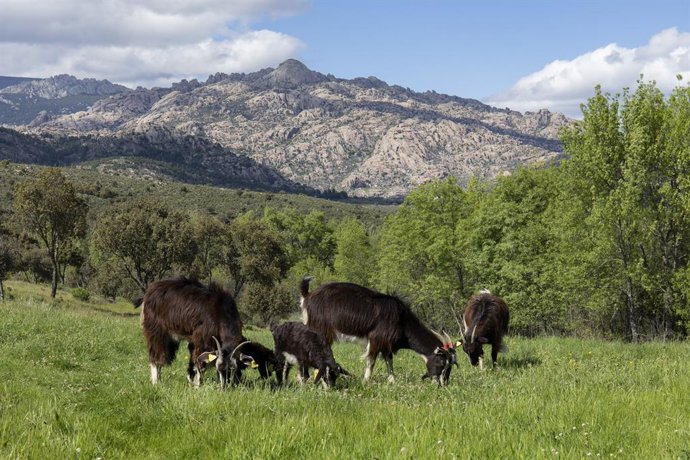 Archivo - Algunas de las cabras que integran el Rebaño Municipal de Cabra Guadarrameña de El Boalo, a 11 de mayo de 2021 en El Boalo, Madrid (España). El Rebaño Municipal de El Boalo, es un proyecto impulsado por el Ayuntamiento de esta mancomunidad de 