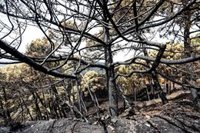 Declaran zona afectada gravemente por incendios a Sierra Bermeja y Gualchos