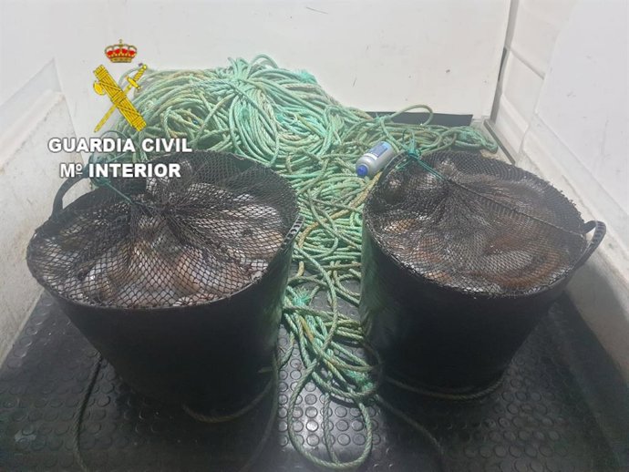 Pulpo intervenido en Camariñas tras ser descargado en un vehículo sin pasar por la lonja.