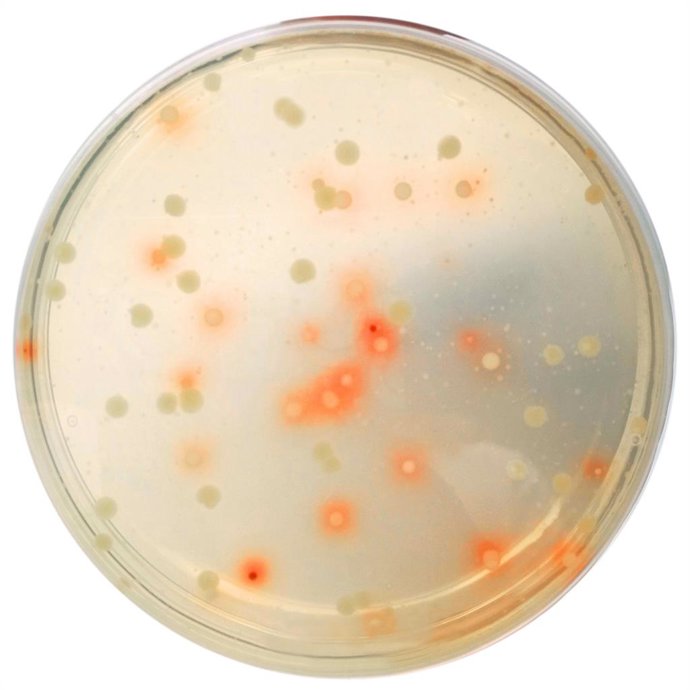 Archivo - Microorganismos