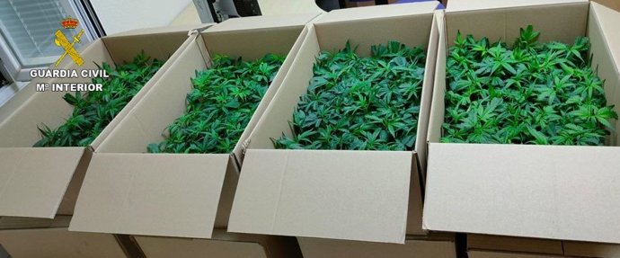 Plantas marihuana incautadas