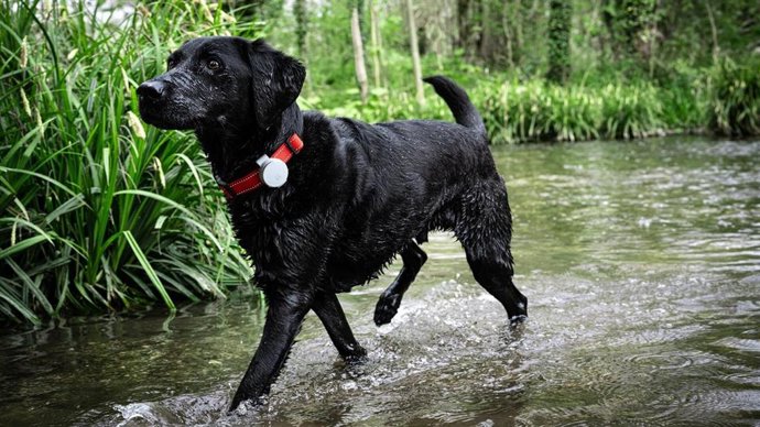 Vodafone continúa su apuesta por los dispositivos conectados con un accesorio para localizar tu mascota