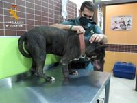 Investigan en Roquetas de Mar (Almería) al dueño de un perro malnutrido y con una pata parcialmente amputada