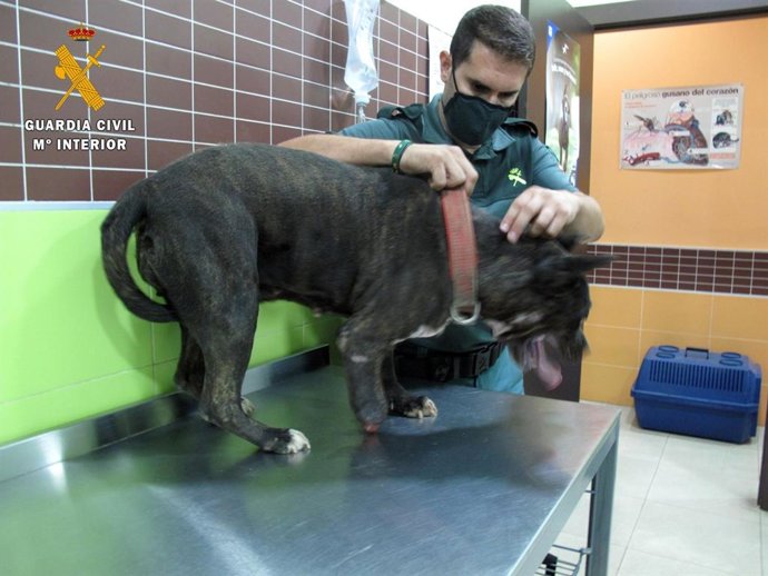 Perro recuperado con una pata parcialmente amputada.