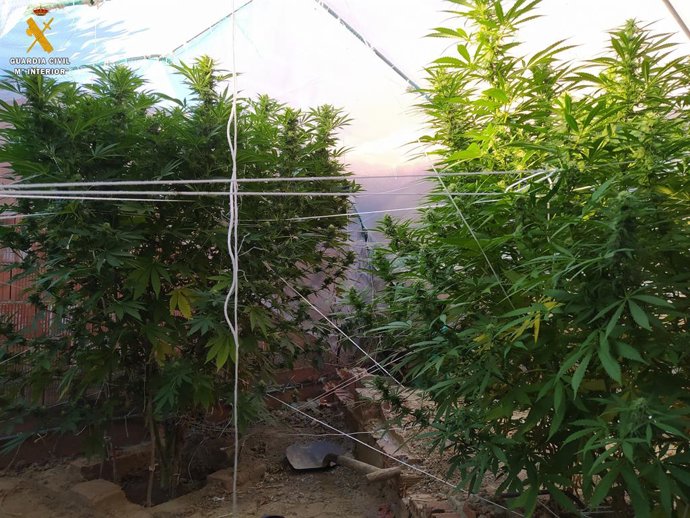 Plantas intervenidas por la Guardia Civil.