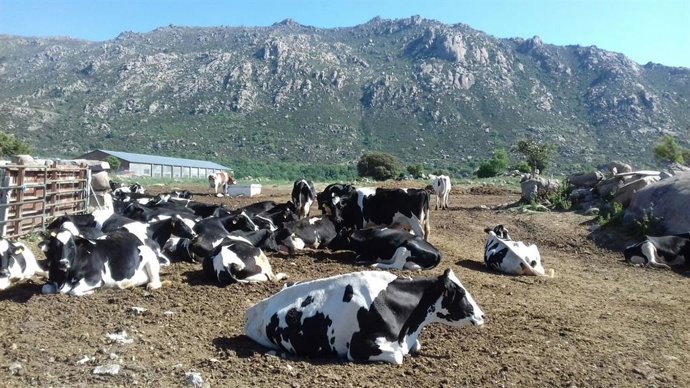 Explicación ganadera madrileña