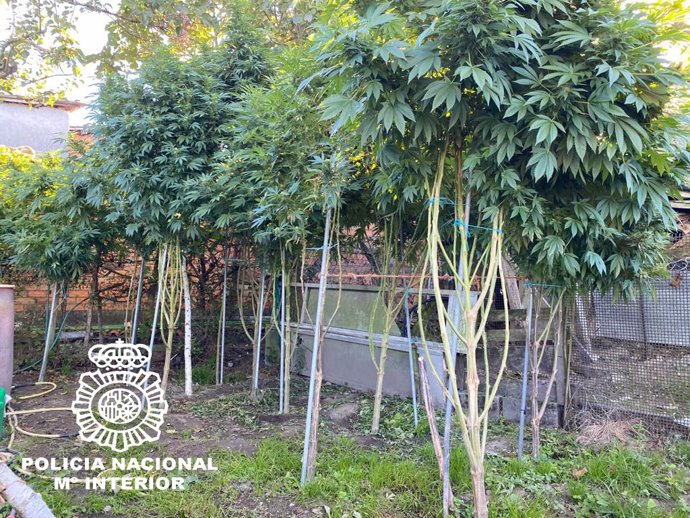 Plantación de marihuana intervenida en Ourense por la Policía Nacional.
