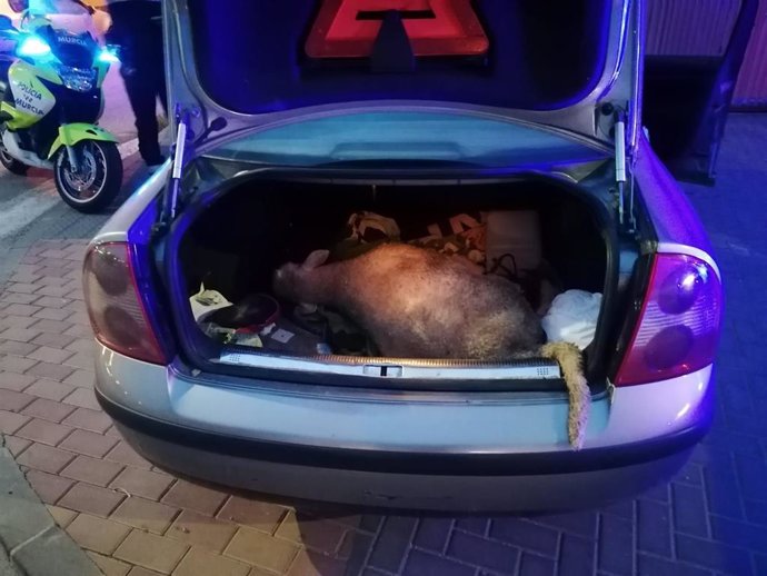 Imagen de la oveja interceptada en el maletero del coche