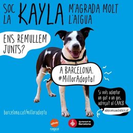 El Ayuntamiento de Barcelona ha lanzado la campaña 'A Barcelona, #MillorAdopta!'.