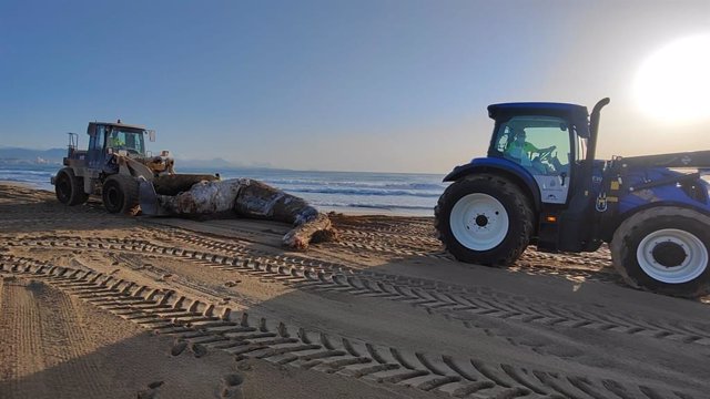 Aparece una ballena muerta de 8 toneladas en la playa de El Altet, en Elche
