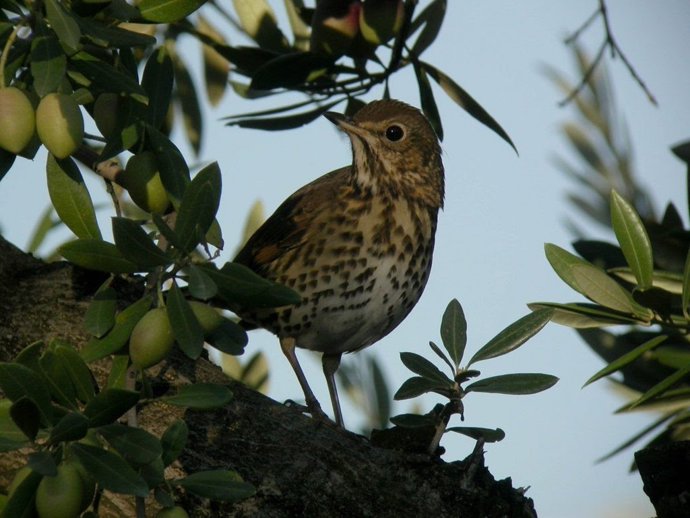 Archivo - Zorzal común sobre un olivo.