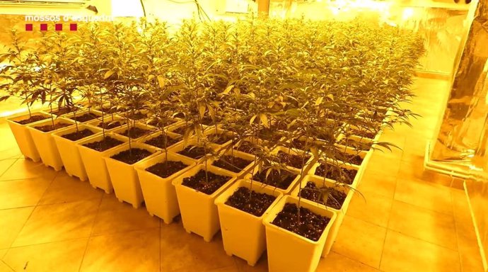 Imatge de les 900 plantes de marihuana en una casa de Llagostera (Girona)