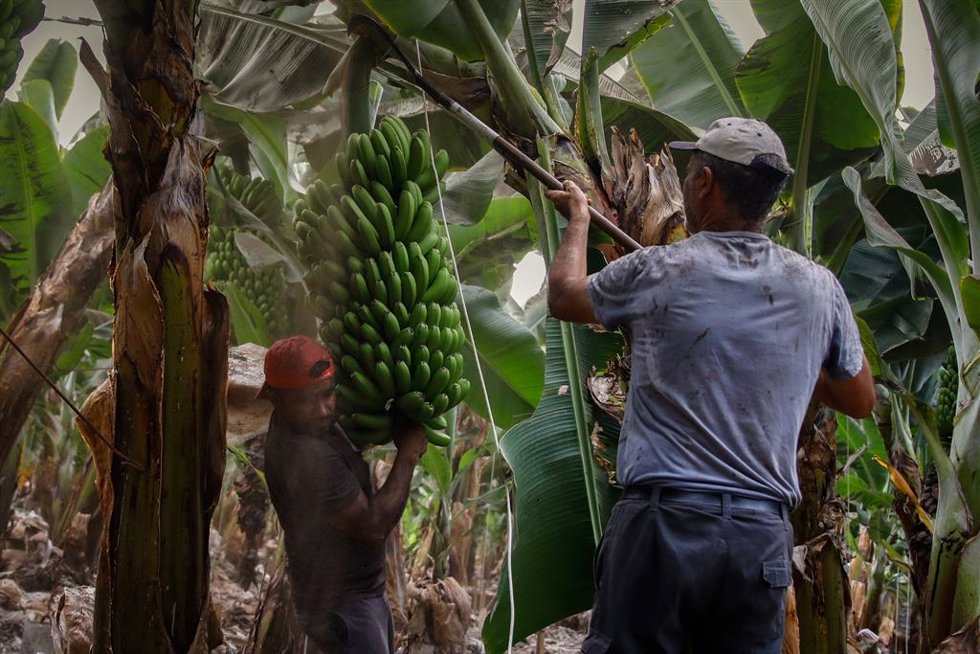 Dos agricultores llenos de ceniza recogen las piñas de plátanos con la `podona, una especie de hoz, antes de que la lava del volcán de Cumbre Vieja llegue a las plantaciones, a 23 de septiembre de 2021, en Tazacorte, La Palma, Santa Cruz de Tenerife, Can