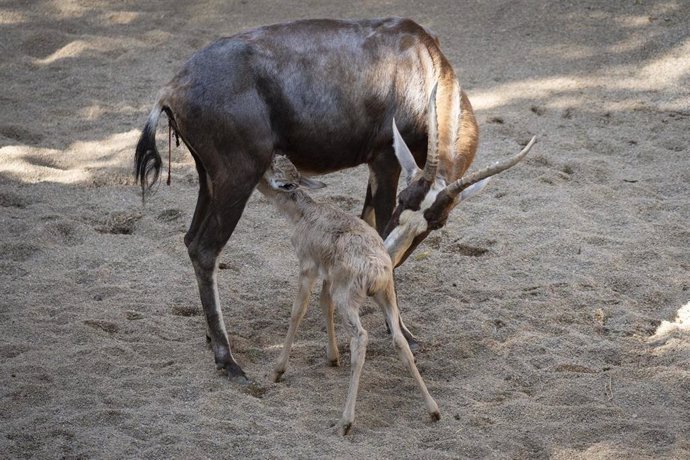 Nace un blesbok en Bioparc