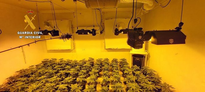 Plantación intervenida por la Guardia Civil.