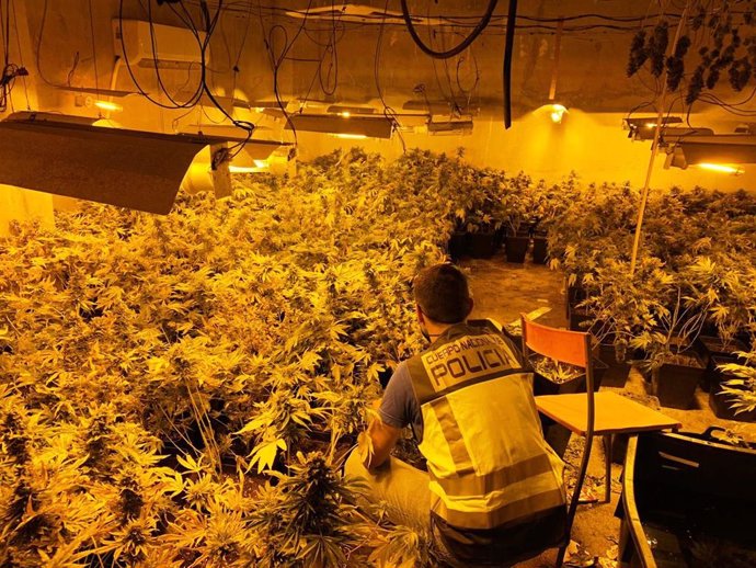 Agentes de la Policía Nacional han desmantelado en Gandia (Valencia) un laboratorio de cultivo 'indoor' donde han intervenido 415 plantas de marihuana, con un peso total aproximado de 58 kilos, así como 38 transformadores de luz y 38 focos