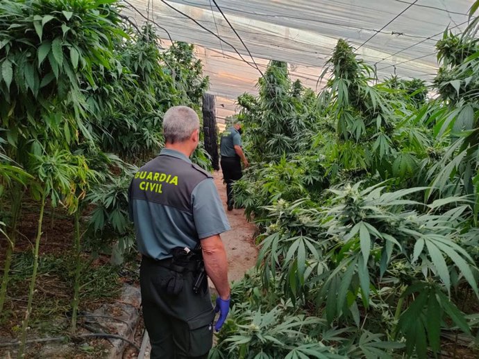 Operación en la Guardia Civil contra la marihuana
