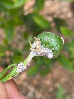 Archivo - Cotonet de Sudáfrica