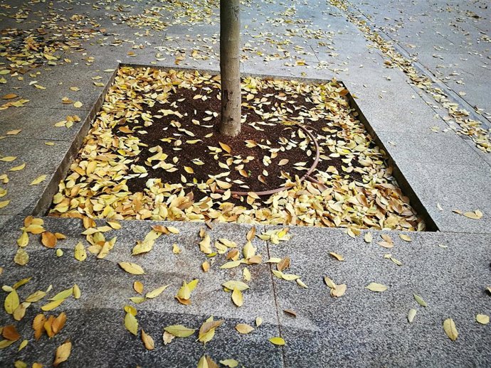 Archivo - Imagen de hojas de árboles caídas en el otoño en una calle, foto de archivo