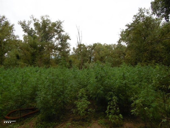 Plantación exterior de marihuana en Garrigs (Girona).