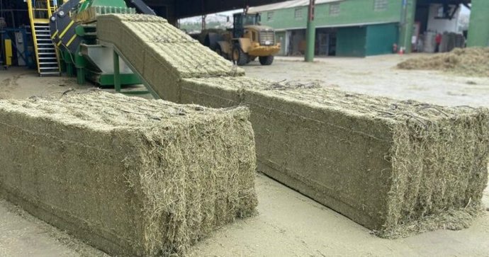 Archivo - Alfalfa deshidratada, cuya calidad puede determinar, en base a su color, la nueva 'app' desarrollada en Córdoba.