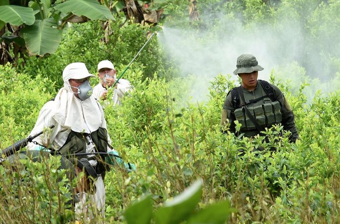 Archivo - Imagen de archivo de una plantación de coca en Colombia