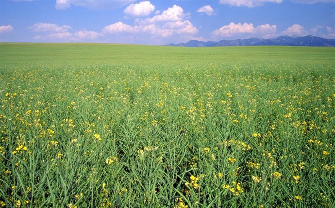 Archivo - Imagen de recurso de cultivo sostenible.