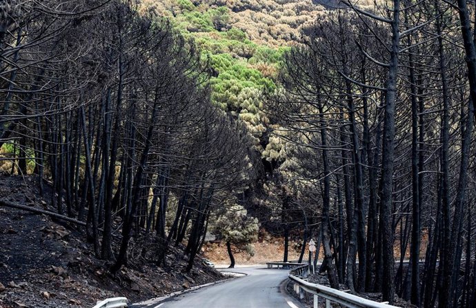 Zonas quemadas por el incendio de Sierra Bermeja, en el área de Puerto de Peñas Blancas a 14 de septiembre 2021 en Estepona (Málaga) Andalucía