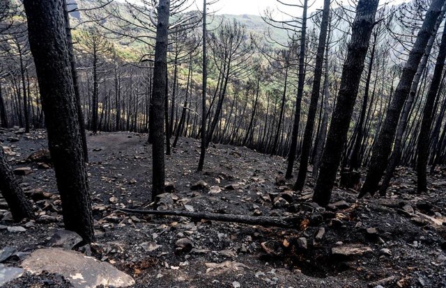 Zonas quemadas por el incendio de Sierra Bermeja, en el área de Puerto de Peñas Blancas a 14 de septiembre 2021 en Estepona (Málaga) Andalucía