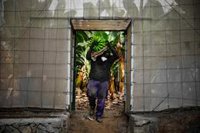 Los agricultores palmeros, golpeados por la "incertidumbre" de la lava y las cenizas: "El paisaje es negro"