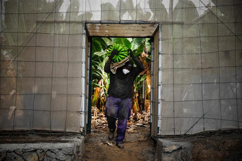 Un agricultor lleno de ceniza recoge una piña de plátanos, antes de que la lava del volcán de Cumbre Vieja llegue a las plantaciones, en Tazacorte