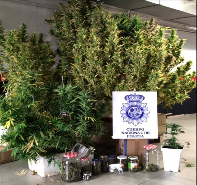 Detenido un varón que cultivaba marihuana en las zonas comunitarias de un edificio de Cuenca