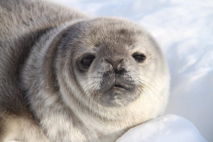 Archivo - Las focas de Weddell son una especie indicadora clave en el Océano Austral para el cambio climático y la conservación.