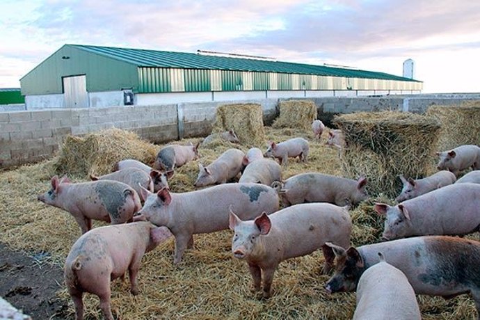 Archivo - Arxiu - Imatge de recurs d'una granja amb porcs