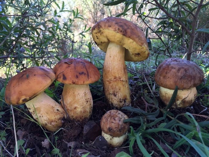 Setas en un terreno forestal.