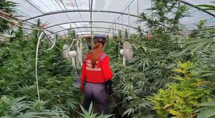 Una agente en uno de los invernaderos.